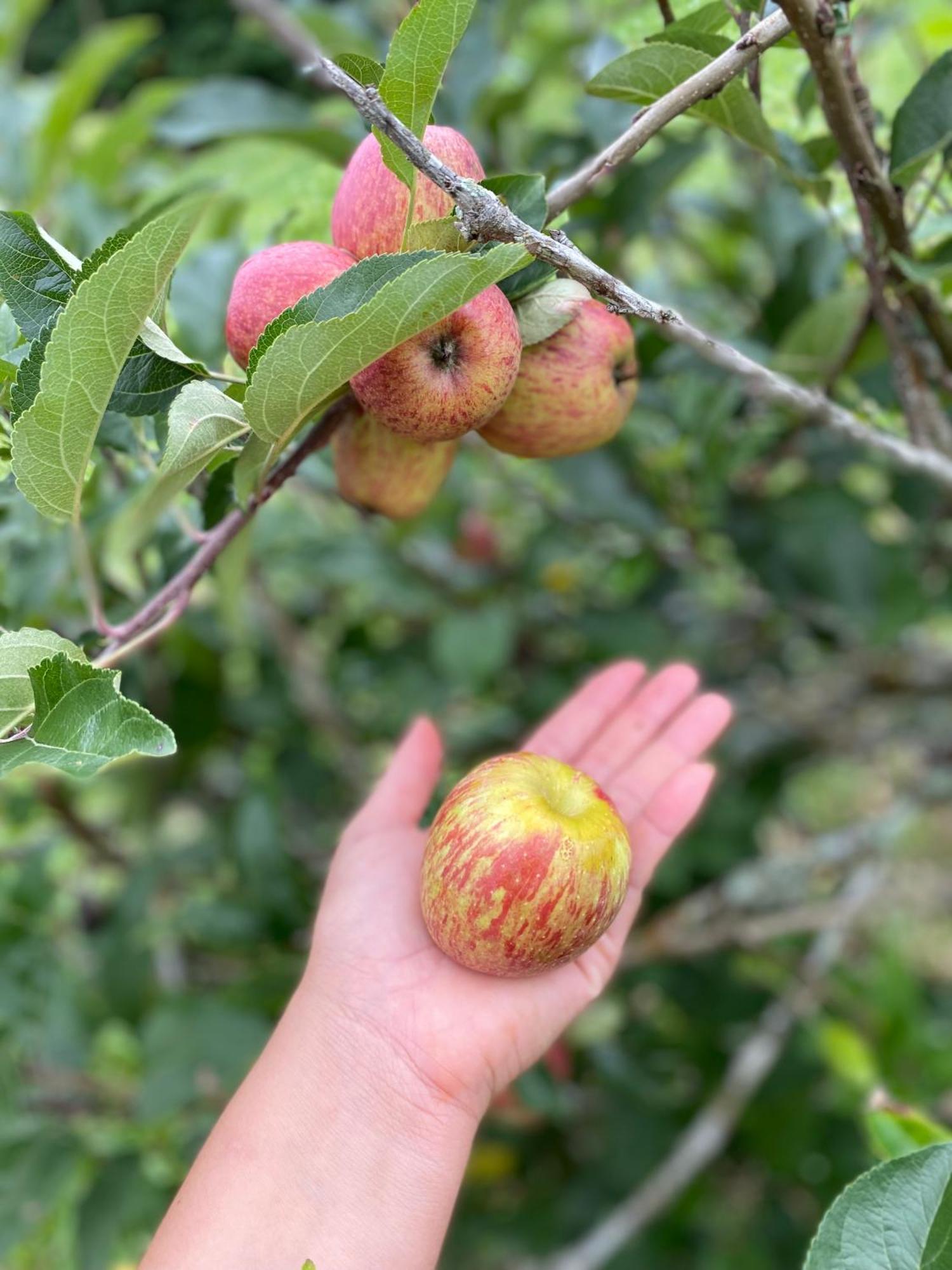 Chales Fazenda Floresta Das Araucarias 쿠냐 외부 사진