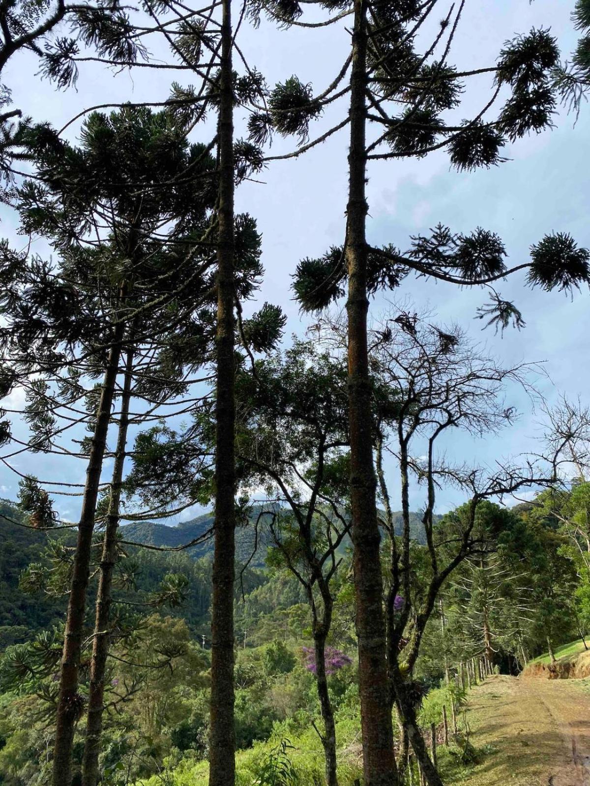 Chales Fazenda Floresta Das Araucarias 쿠냐 외부 사진